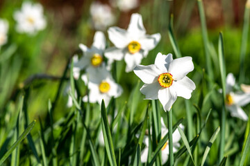 Beautiful white and yellow blooming narcissus in the park on a flower bed close-up
