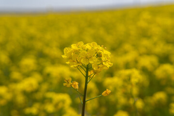 Canola rape agriculture flower