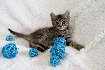cute tabby kitten on a blanket with balls