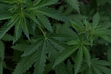 Fresh cannabis leaves on a flowering bush close-up. Background for the design concept CBD. Horizontal orientation, no people, copy space