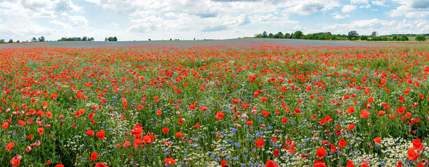Mohnblumen