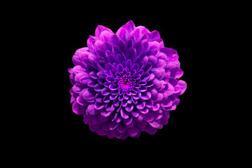 dark purple flower dahlia macro isolated on black. mix colours dahlia,  close-up. Black background. Nature flower artificial light. summer season flower Studio sooting. one flower