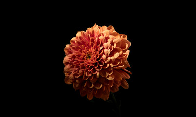 dark yellow and red flower dahlia macro isolated on black. mix colours dahlia,  close-up. Black background. Nature flower artificial light. summer season flower Studio sooting. one flower