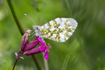 Motyl zorzynek rzeżuchowiec  na łące