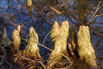 Sempione park in Milan at March