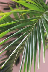 palm tree leaves