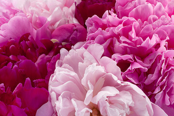 Pink peony flower background - obrazy, fototapety, plakaty