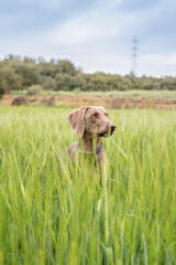 Weimaraner in a green field. The head of a hunting dog. Happy dog. Closing view of a link. Sunny day.