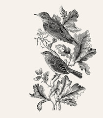 There are two birds in oak branches. Vector vintage classic composition. Black and white