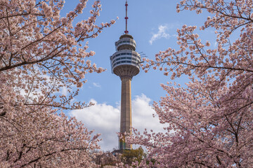 Daegu, South Korea - April 28, 2021 See the Cherry Blossom Night at E-World 83 Tower.