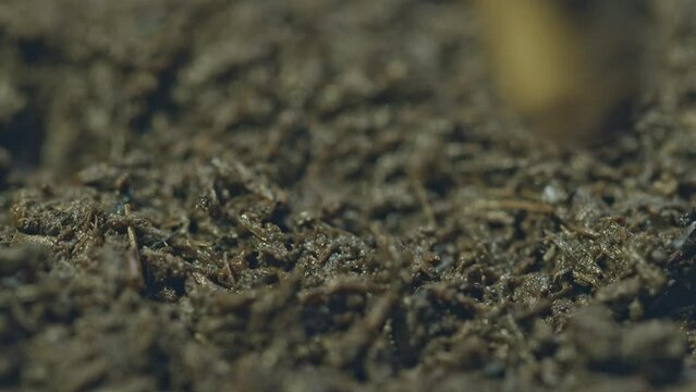 Use a stick to make a hole for the seeds to be buried underground..Put the germinated cannabis seeds in the hole and cover the soil over the germinated hemp seeds.