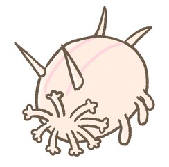 R:もっとメルヘンな水族館☆深海魚　センジュナマコ③