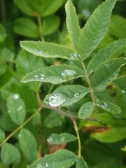 Raindrops on leaf