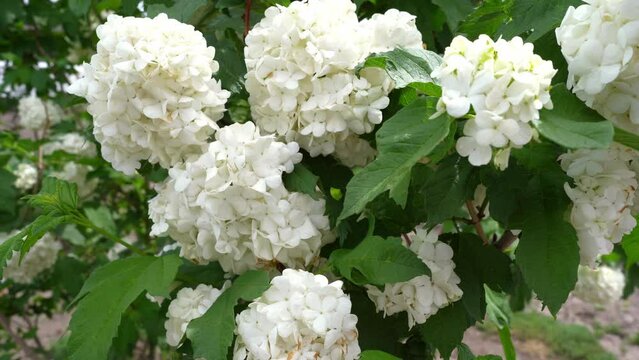 blooming with white flowers. beautiful white flowers video 