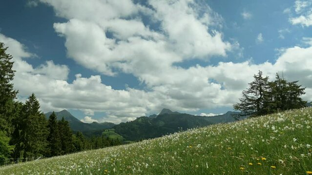 Landscape with mountains and sky. White Daffodils Blooming in spring. Narcissus poeticus. pheasant's eye. Les Pleiades, Switzerland.