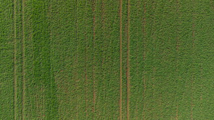 Green field with lines, rows or columns. Top down, aerial photo, by drone