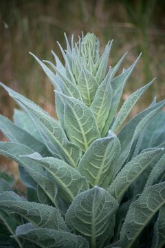 Closeup of common mullein plant in a meadow