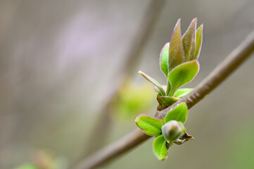 buds open on a branch. closeup of beautiful fresh leaves on a tree. Spring is coming. natural blurred background. 