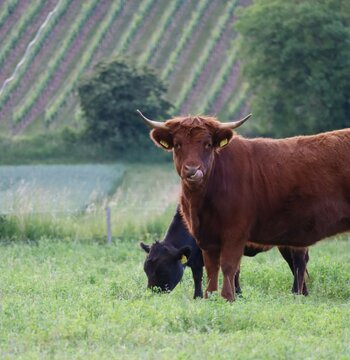 Dexter cattle pair