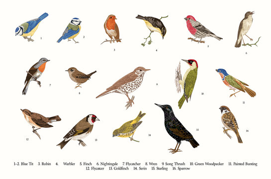 Birds. Set. Vector vintage illustrations.