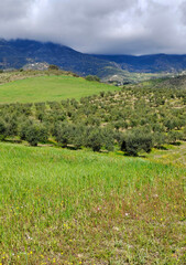 Olive trees in Andalusia