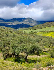 Fototapeta na wymiar Olive trees in Andalusia
