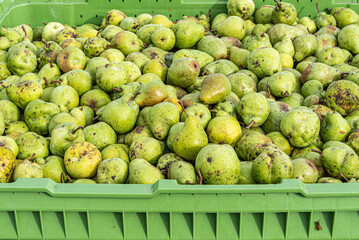 Many Ripe fall pears in a container in autumn