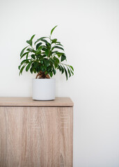 A small bonsai ficus tree (Ficus ginseng) planted in a white pot. Copyspace