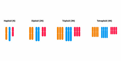 haploid diploid triploid tetraploid vector illustration