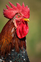 Cock in a spring meadow