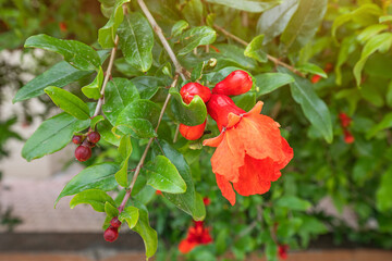 Pomegranate blooms in the garden and exudes a fragrant aroma