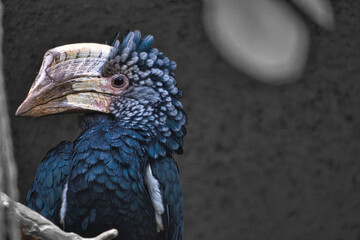 Silver-cheeked horn bill sitting on a branch. colorful plumage. australian bird.
