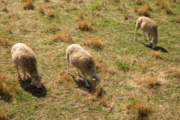 Herd of sheep on beautiful mountain meadow.