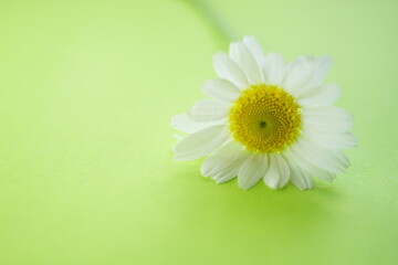 White chamomile flower on a vivid green table, copy space