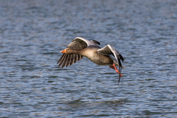 The flying greylag goose, Anser anser is a species of large goose