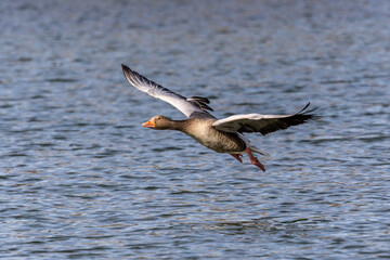 The flying greylag goose, Anser anser is a species of large goose