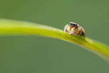 araignée sauteuse