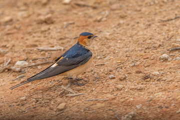 hirondelle rousseline 