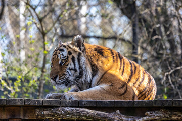 The Siberian tiger,Panthera tigris altaica in a park