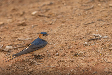 hirondelle rousseline  © nicolas