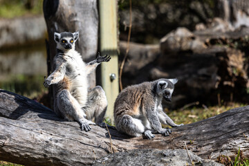The ring-tailed lemur,Lemur catta with white ringed tail is the most known lemur