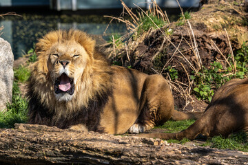 The lion, Panthera leo is one of the four big cats in the genus Panthera