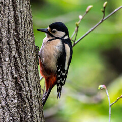 The Great Spotted Woodpecker, Dendrocopos major is sitting on the branch of tree