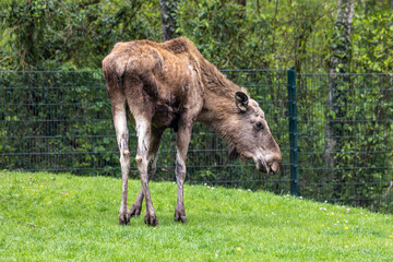Fototapeta premium European Moose, Alces alces, also known as the elk
