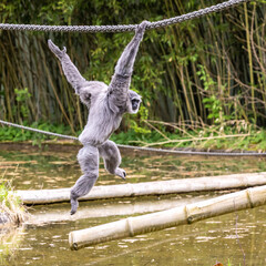 Silvery gibbon, Hylobates moloch having fun in a German park