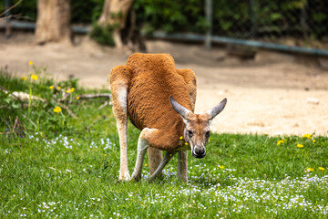 Red kangaroo, Macropus rufus in a german park