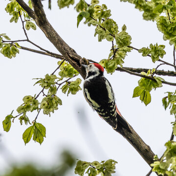 Middle Spotted Woodpecker - Leiopicus medius, beautiful rare woodpecker from European forests