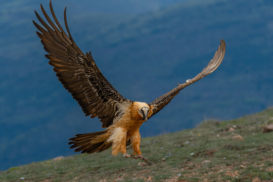 gypa&egrave;te barbue