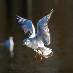 The European Herring Gull, Larus argentatus is a large gull