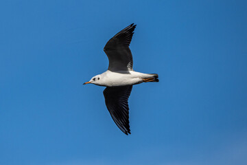 The European Herring Gull, Larus argentatus is a large gull